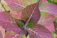 gekleurde bladeren van de hortensia van Frans Versteden thumbnail