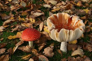 Kleurige herfst paddenstoelen, Samen! sur Dennis Weggelaar