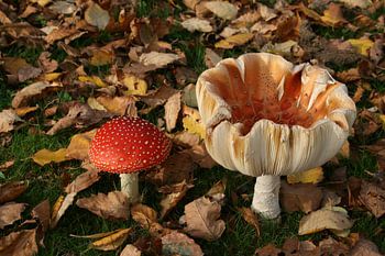 Kleurige herfst paddenstoelen, Samen!