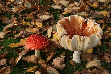 Kleurige herfst paddenstoelen, Samen! van Dennis Weggelaar