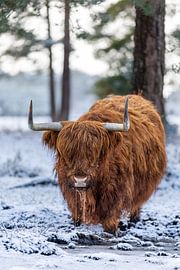 Schotse Hooglander