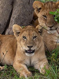 Prinz der Serengeti von Calvin Van Kints