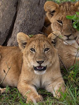 Prince of the Serengeti