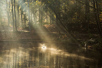 Nebliger Sonnenaufgang am Teich im Wald von Zeister in Zeist!