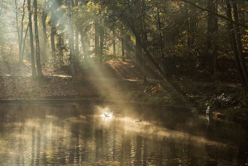 Foggy sunrise at the pond in the Zeister forest in Zeist! by Peter Haastrecht, van