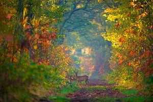 Herbststimmung