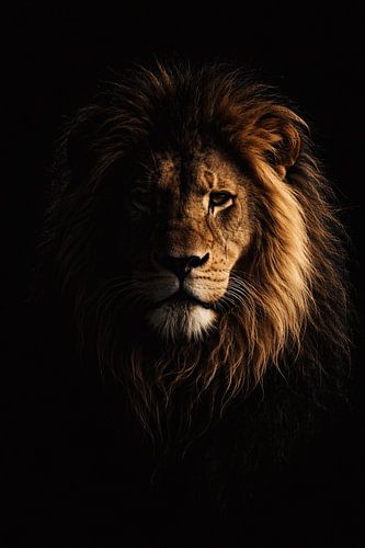 Dark lion portrait in light and shadow – powerful wildlife photography