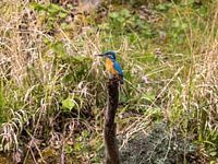 Eisvogel auf einem Stamm