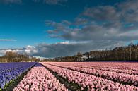 Bollenveld met blauwe en roze hyacinten van Peet Romijn thumbnail