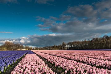 Bollenveld met blauwe en roze hyacinten by Peet Romijn