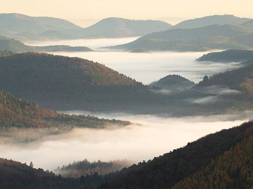 Mistige stemming in het Pfälzerwald
