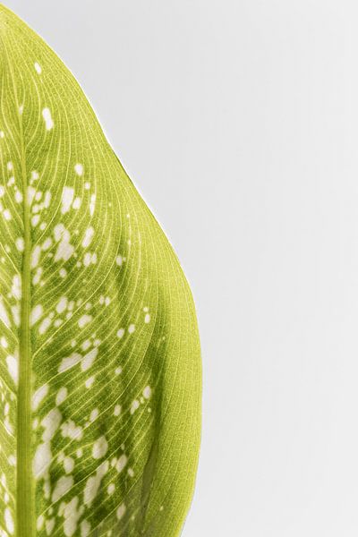Green leaf by BNW Nude Art