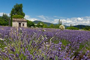 Lavendel von Hermen Buurman