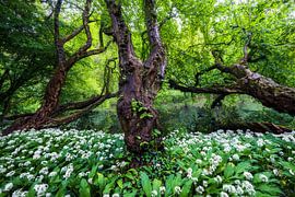 L'arbre à ail des ours sur Thijs Friederich