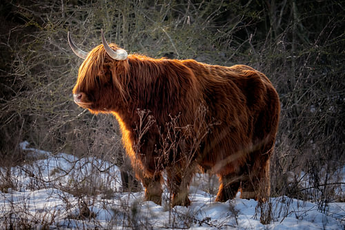 Highlander écossais - La force dans la lumière hivernale