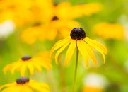 Blumenwiese im Sommer von ManfredFotos Miniaturansicht