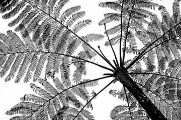 Fougère arborescente abstraite, noir et blanc sur Ellis Peeters