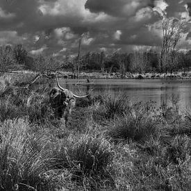 Schottischer Highlander in Broekpolder von Marcel van Berkel