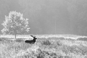Brust nach vorn