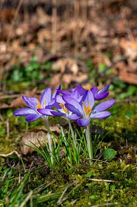 Lila Krokusblüten mit Wassertropfen im Frühjahr auf einer grünen Wiese im Park vertikal