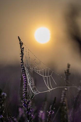 Prachtige heide in de mist
