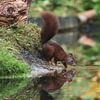 Eekhoorn aan het water in het bos van Karin Schijf