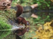 Eekhoorn aan het water in het bos van Karin Schijf thumbnail