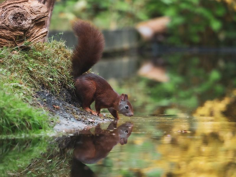 Eekhoorn aan het water in het bos van Karin Schijf