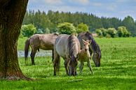 Konik-Pferdefohlen sucht Unterstützung von Jenco van Zalk Miniaturansicht