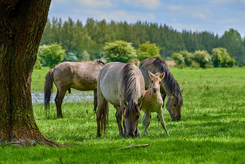Konik horse foal looking for support by Jenco van Zalk