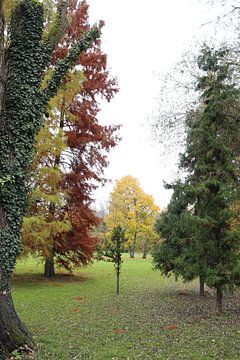 Feuillages multicolores et diversité des couleurs en automne à Bad Kissingen sur Martin Flechsig