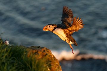 Puffin in flight von Menno Schaefer