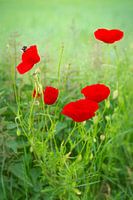 klaprozen in het veld met een hommel