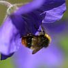 Prachtige Bij op bloem van Paul Franke