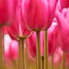 Roze tulpen in detail van Ad Jekel