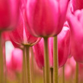 Roze tulpen in detail van Ad Jekel