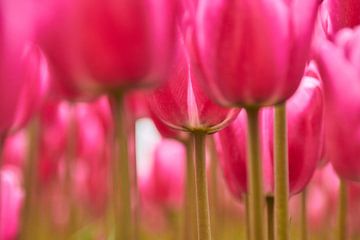 Roze tulpen in detail van Ad Jekel