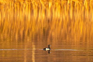 Reed bed at golden hour with a duck in the foreground.