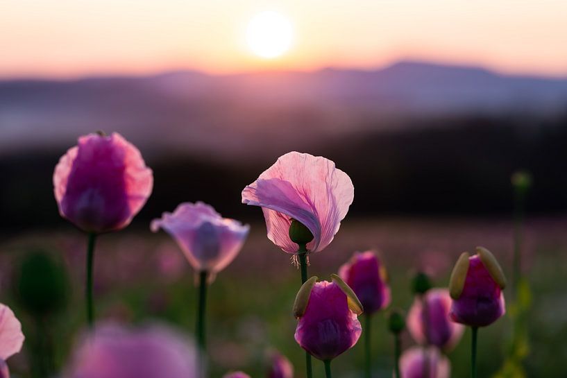 Blühender Mohn im Sommer von Catrin Grabowski