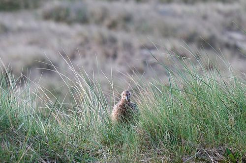 Young pheasant