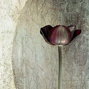 Tulpe. Basic mit Burgunderrot.