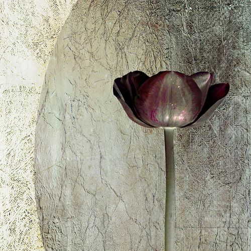 Tulp. Basic met bordeauxrood.