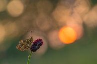 Silbermond bei Sonnenaufgang von Erik Veldkamp Miniaturansicht