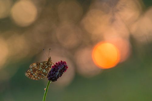 Silbermond bei Sonnenaufgang