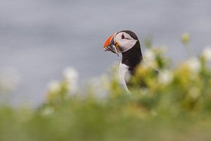 Ein Papageientaucher mit Fisch von Pim Leijen