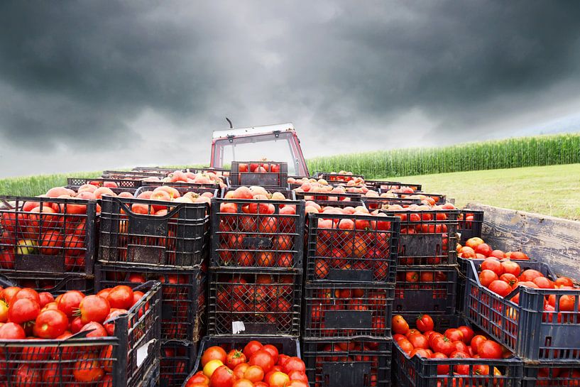 Tracteur avec plate-forme de chargement remplie de tomates par Besa Art