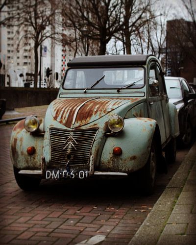 Not an ugly duckling