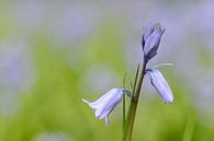 Jacinthe des bois par Gonnie van de Schans Aperçu