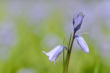 Jacinthe des bois sur Gonnie van de Schans