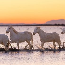 horses in the morning light walking through the water by Kris Hermans